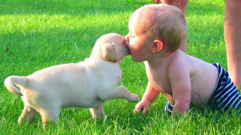10 Top Images Of Baby Dogs FULL HD 1920×1080 For PC Desktop 2022 free download 10 funniest dog baby videos youtube 800x450