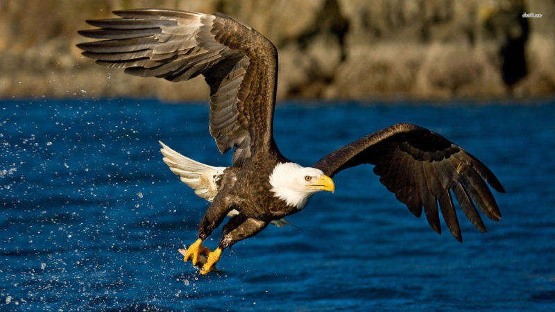 10 Most Popular Bald Eagle Hd Wallpapers FULL HD 1920×1080 For PC Background 2022 free download 1920x1080 eagle hd animal wallpapers wallpapers smajliji the 800x450