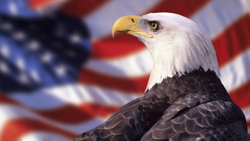 10 Most Popular Bald Eagle Hd Wallpapers FULL HD 1920×1080 For PC Background 2022 free download 249 bald eagle hd wallpapers background images wallpaper abyss 1 800x450