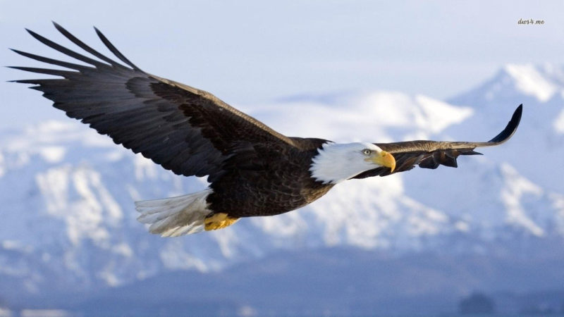 10 Most Popular Bald Eagle Hd Wallpapers FULL HD 1920×1080 For PC Background 2022 free download 249 bald eagle hd wallpapers background images wallpaper abyss 800x450