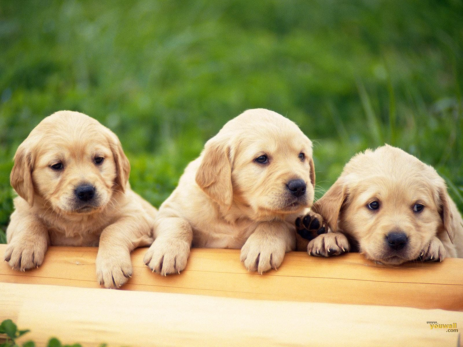 10 Latest 3D Puppy Wallpaper FULL HD 1920×1080 For PC Background 2023