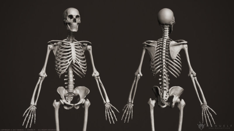 10 Most Popular Human Skelton Pictures FULL HD 1080p For PC Desktop 2024 free download 3d human skeleton skeletal cgtrader 800x450