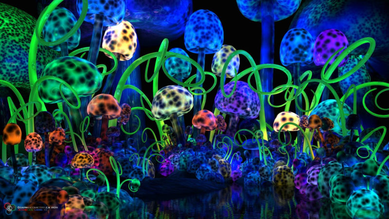 10 Top Magic Mushroom Wallpaper FULL HD 1080p For PC Background 2023 free download 57 shrooms wallpapers on wallpaperplay 1 800x450