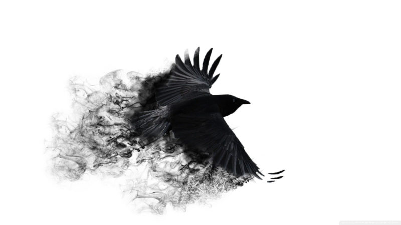 10 Top Black Crow Wallpaper FULL HD 1920×1080 For PC Background 2022 free download 70 crow desktop wallpapers on wallpaperplay 800x450