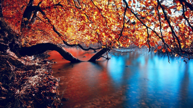 10 Top Autumn Hd Wallpaper 1080P FULL HD 1080p For PC Desktop 2024 free download autumn hd wallpapers wallpaper cave 1 800x450