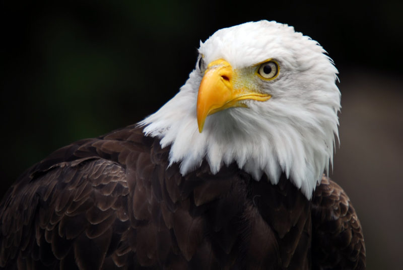 10 Most Popular Bald Eagle Hd Wallpapers FULL HD 1920×1080 For PC Background 2022 free download bald eagle hd wallpaper background image 2000x1339 id403514 800x536