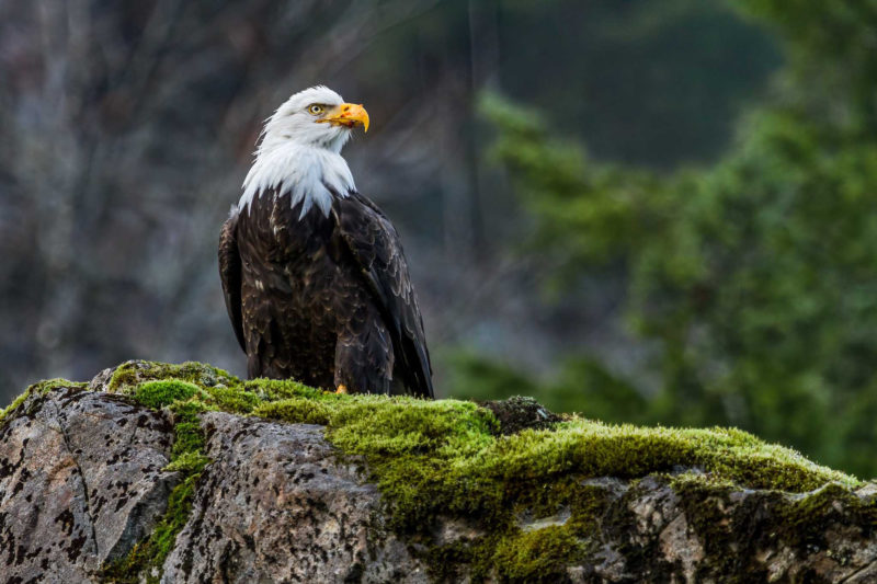 10 Most Popular Bald Eagle Hd Wallpapers FULL HD 1920×1080 For PC Background 2022 free download bald eagle hd wallpapers 2 800x533
