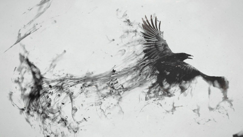 10 Top Black Crow Wallpaper FULL HD 1920×1080 For PC Background 2022 free download black crow 1920x1080 wallpaper 800x450