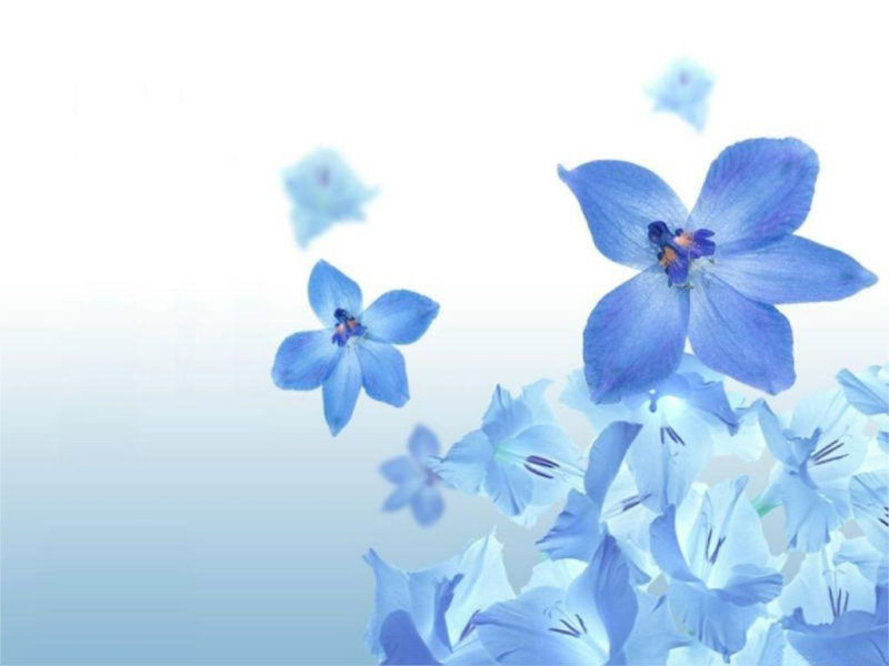 10 New Light Blue Flower Wallpaper FULL HD 1920×1080 For PC Desktop 2022 free download blue flower wallpapers wallpaper cave 800x600