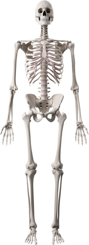 10 Most Popular Human Skelton Pictures FULL HD 1080p For PC Desktop 2022 free download bone human skeleton bones human skeleton skeletal system function 292x800