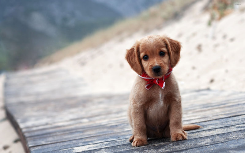 10 Latest 3D Puppy Wallpaper FULL HD 1920×1080 For PC Background 2022 free download brown puppy wallpaper animal wallpapers 32833 800x500