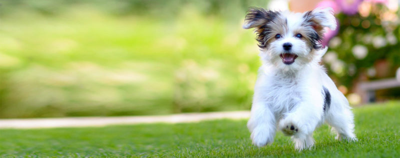 10 Top Images Of Baby Dogs FULL HD 1920×1080 For PC Desktop 2023 free download can dogs sense baby coming wag 800x316