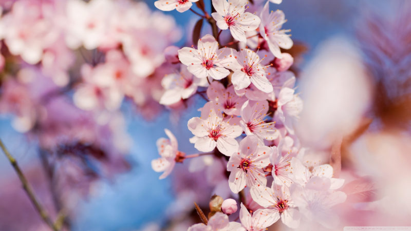 10 Most Popular Cherry Blossoms Hd Wallpaper FULL HD 1080p For PC Background 2022 free download cherry blossom images beautiful cherry blossom e299a1 hd wallpaper and 1 800x450