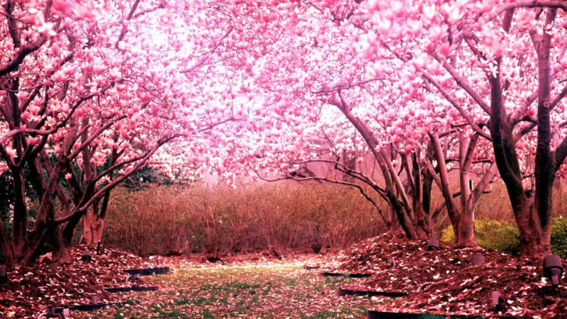 10 Most Popular Cherry Blossoms Hd Wallpaper FULL HD 1080p For PC Background 2022 free download cherry blossom wallpaper hd pixelstalk 5 800x450