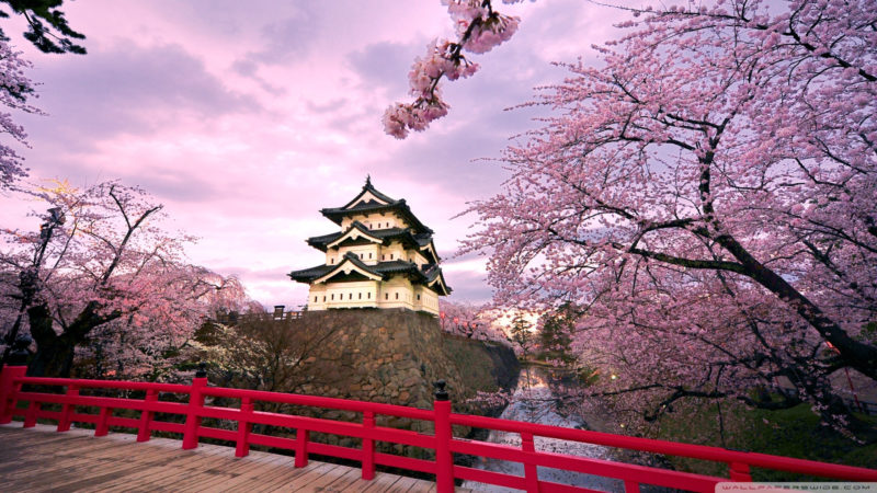 10 Most Popular Cherry Blossoms Hd Wallpaper FULL HD 1080p For PC Background 2022 free download cherry blossoms japan e29da4 4k hd desktop wallpaper for 4k ultra hd tv 6 800x450