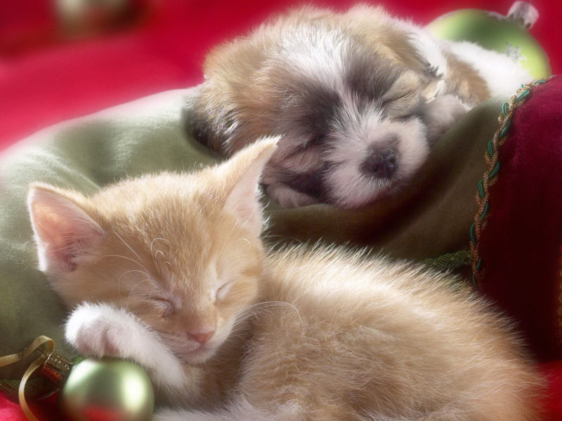 10 Most Popular Puppy And Kitten Wallpapers FULL HD 1920×1080 For PC Background 2022 free download christmas puppy and kitten sleeping wallpaper and hintergrund 800x600