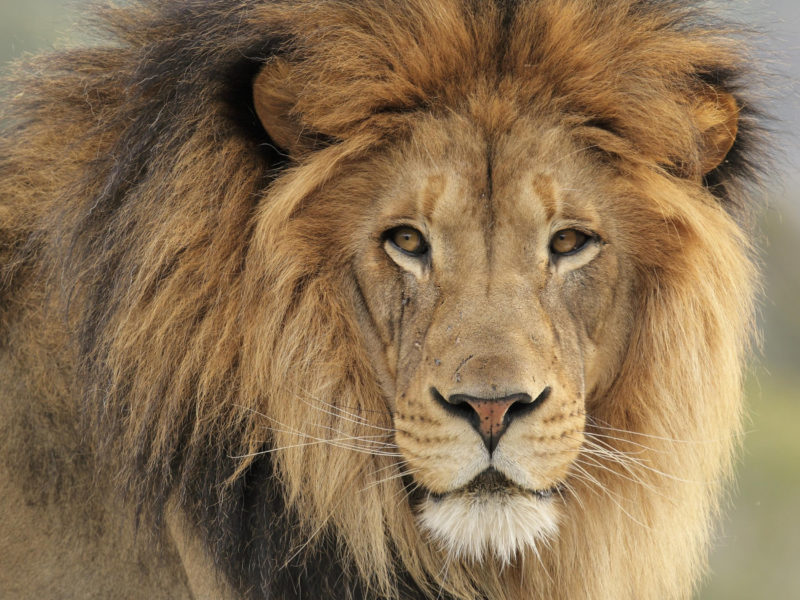 10 Most Popular Picture Of Lion FULL HD 1080p For PC Background 2022 free download conservatives break pledge to ban lion hunt trophies from being 800x600
