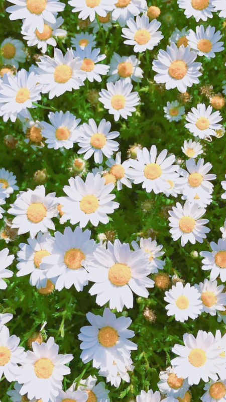 10 Latest Flowers Tumblr Wallpaper FULL HD 1080p For PC Desktop 2022 free download daisies daisy flowers white colours wallpaper tumblr 450x800