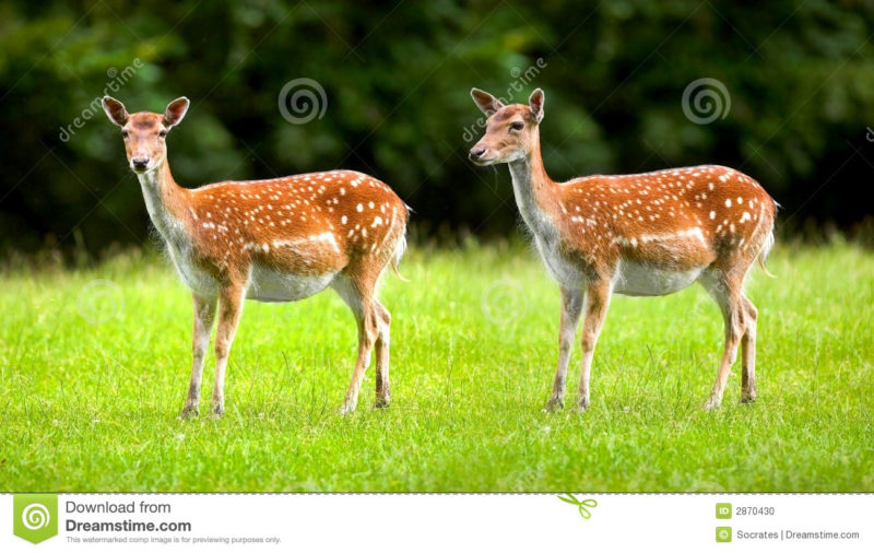 10 Latest Images Of Deers FULL HD 1920×1080 For PC Desktop 2022 free download deers wild doe stock photo image of alert creature 2870430 800x506