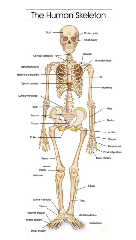 10 Most Popular Human Skelton Pictures FULL HD 1080p For PC Desktop 2022 free download detailed human skeleton diagrams health medicine and anatomy 453x800