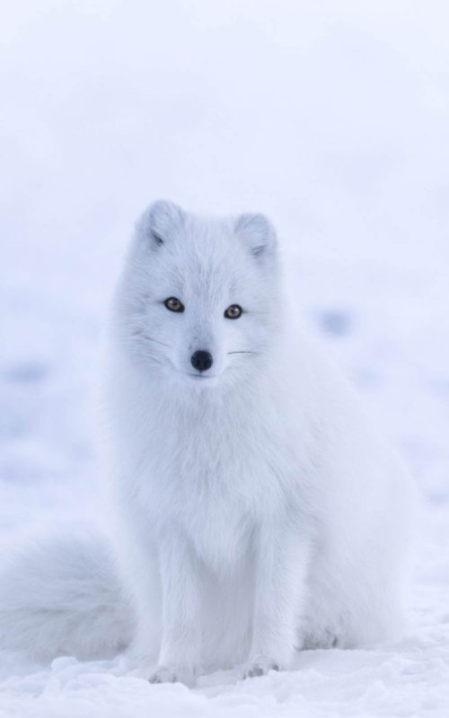 10 Most Popular Cute White Wallpaper FULL HD 1080p For PC Background 2022 free download download cute white arctic fox free pure 4k ultra hd mobile wallpaper 500x800