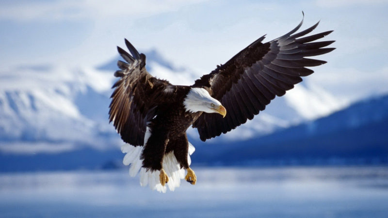 10 Most Popular Bald Eagle Hd Wallpapers FULL HD 1920×1080 For PC Background 2022 free download eagle bird free photos desktop hd wallpaper download 1 800x450