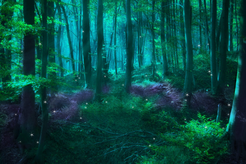 10 Most Popular Dark Enchanted Forest Background FULL HD 1920×1080 For PC Background 2022 free download enchanted forest background wallpapersafari 800x532