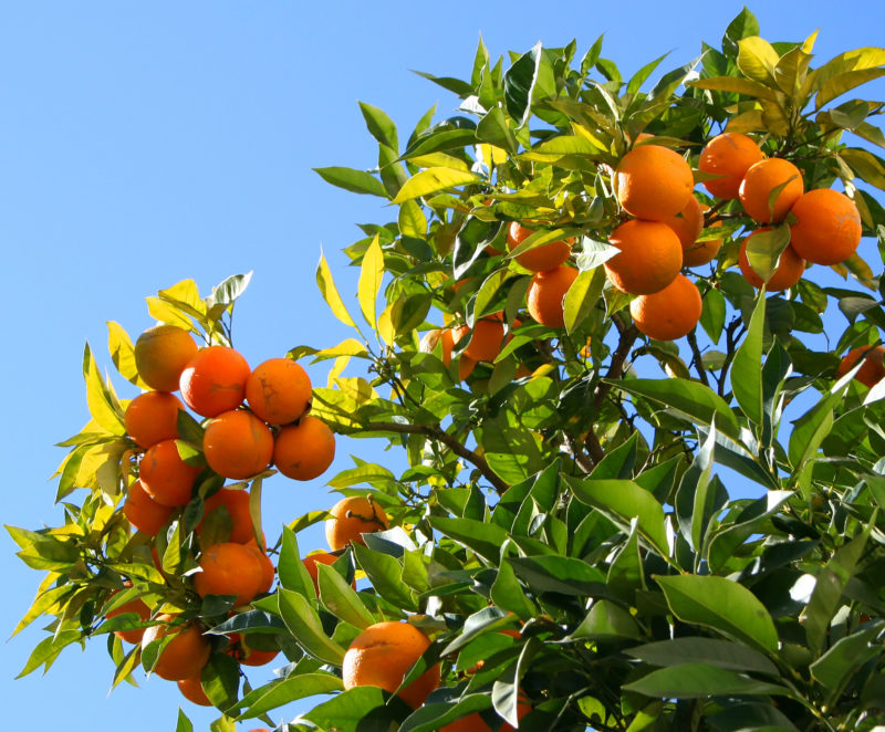 10 Best Orange Tree Pictures FULL HD 1080p For PC Background 2023 free download exotic fruit trees berry orange tree oversize 800x662