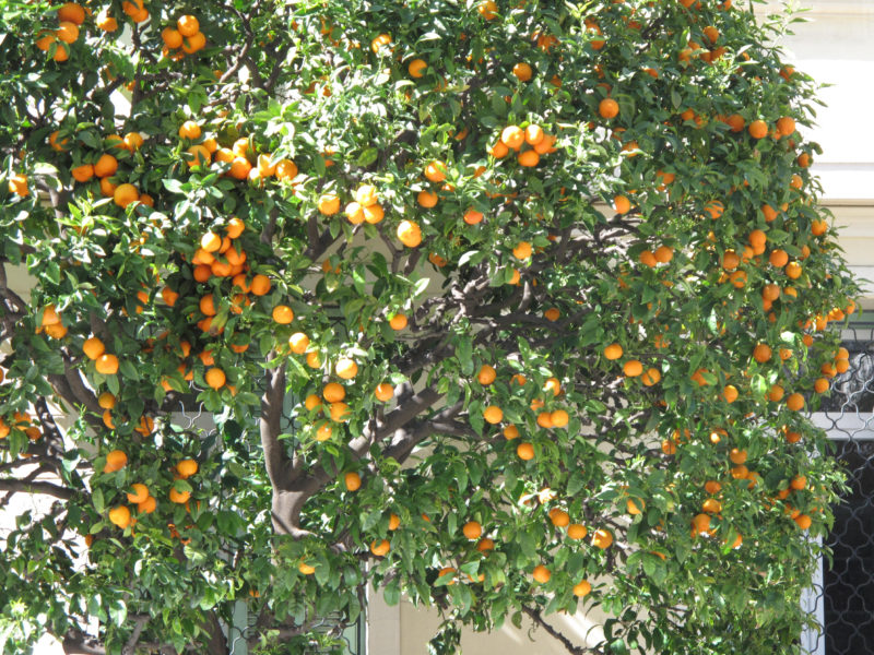 10 Best Orange Tree Pictures FULL HD 1080p For PC Background 2023 free download fileorange tree in menton wikimedia commons 800x600