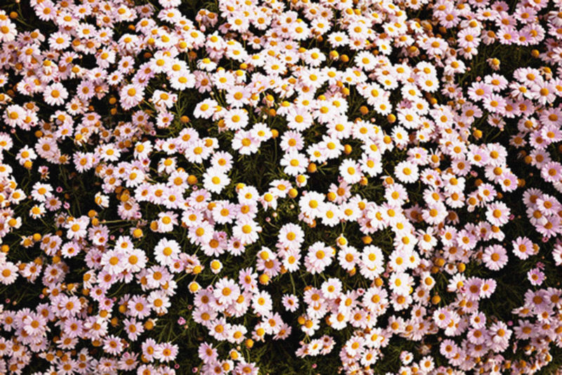 10 Latest Flowers Tumblr Wallpaper FULL HD 1080p For PC Desktop 2022 free download floral tumblr wallpaper sf wallpaper 800x534
