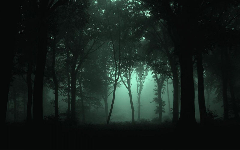 10 Most Popular Night Forest Wallpaper FULL HD 1920×1080 For PC Desktop 2022 free download foggy forest widescreen and full hd wallpapers fog mist 800x500