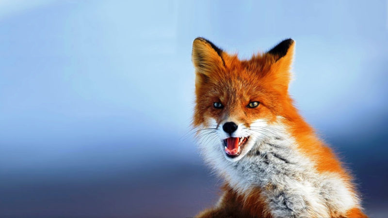 10 Best Fox Desktop Wallpaper FULL HD 1920×1080 For PC Background 2022 free download fox hd wallpapers hd wallpapers fit animals pet fox red fox 800x450