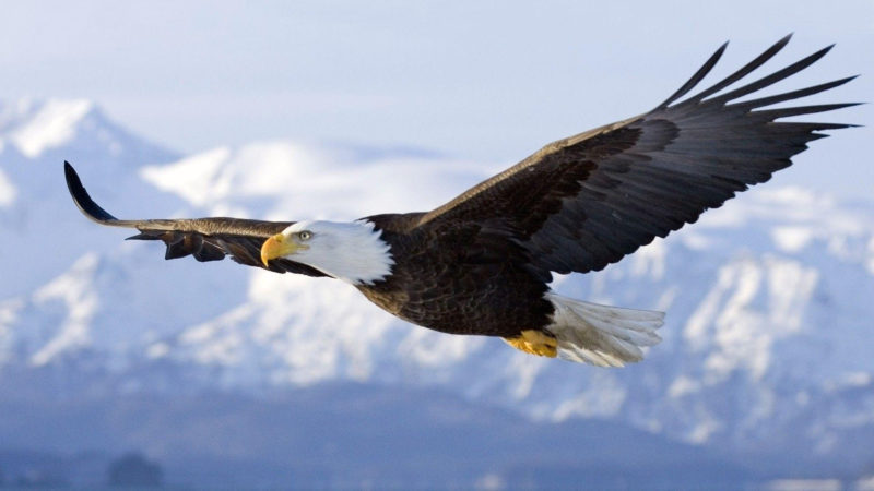 10 Most Popular Bald Eagle Hd Wallpapers FULL HD 1920×1080 For PC Background 2022 free download free bald eagle wallpapers wallpaper cave 1 800x450
