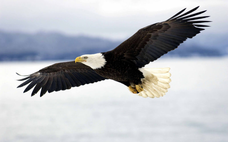 10 Most Popular Bald Eagle Hd Wallpapers FULL HD 1920×1080 For PC Background 2022 free download free bald eagle wallpapers wallpaper cave 2 800x500