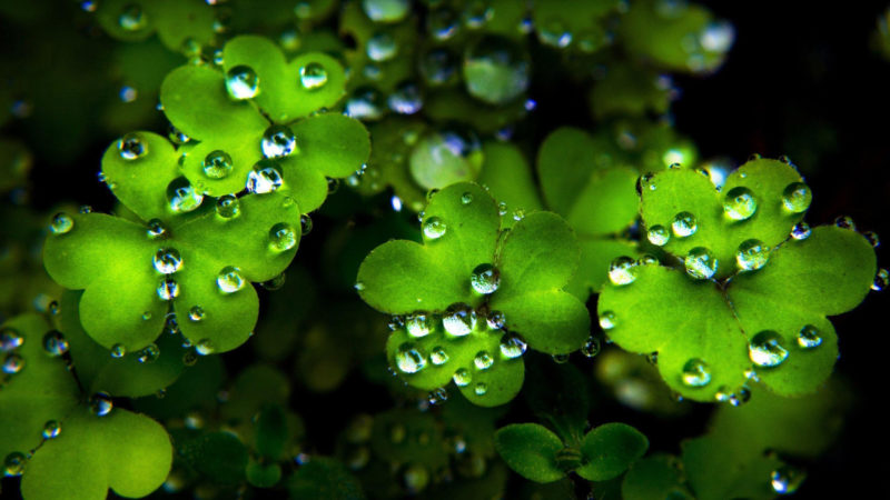 10 New Saint Patricks Day Wallpapers FULL HD 1920×1080 For PC Desktop 2023 free download free st patricks day wallpapers wallpaper cave 9 800x450