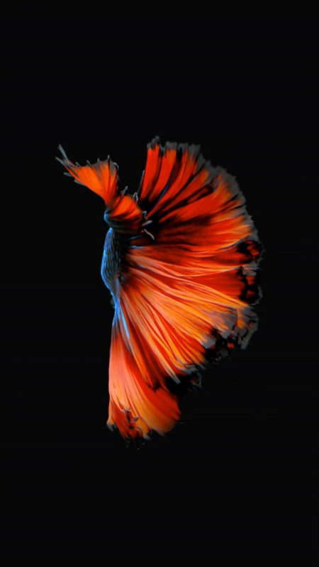 10 Latest Iphone Fish Wallpaper FULL HD 1080p For PC Desktop 2022 free download how to get apples live fish wallpapers back on your iphone ios 1 450x800