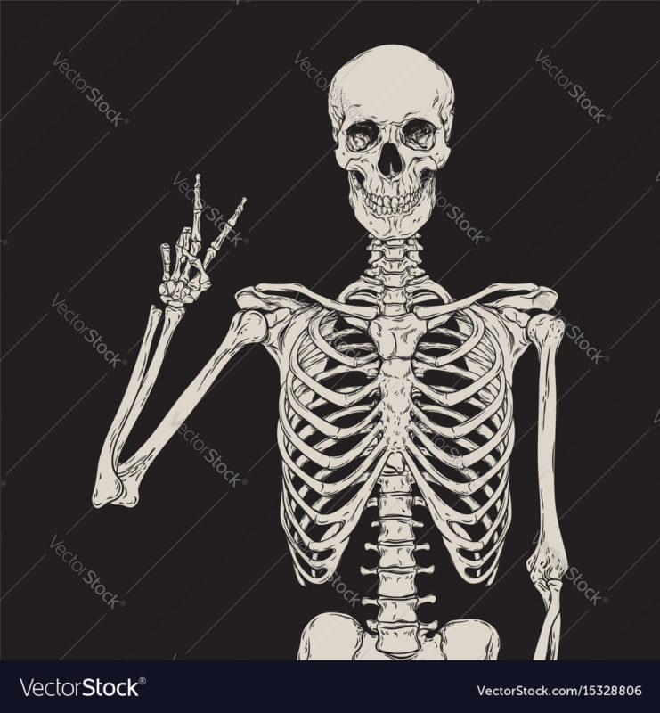 10 Most Popular Human Skelton Pictures FULL HD 1080p For PC Desktop 2024 free download human skeleton posing over black background vector image 741x800