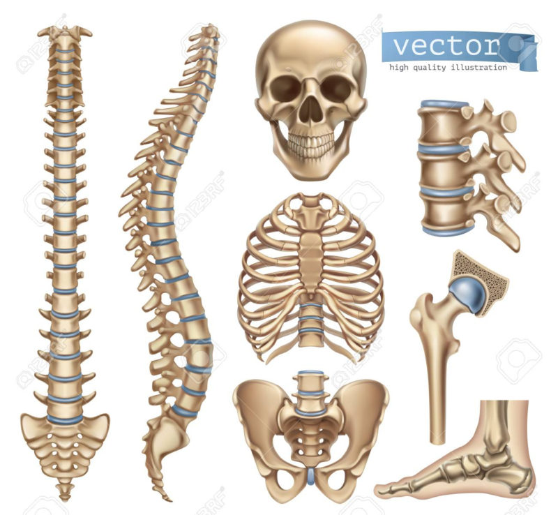 10 Most Popular Human Skelton Pictures FULL HD 1080p For PC Desktop 2024 free download human skeleton structure skull spine rib cage pelvis joints 800x738
