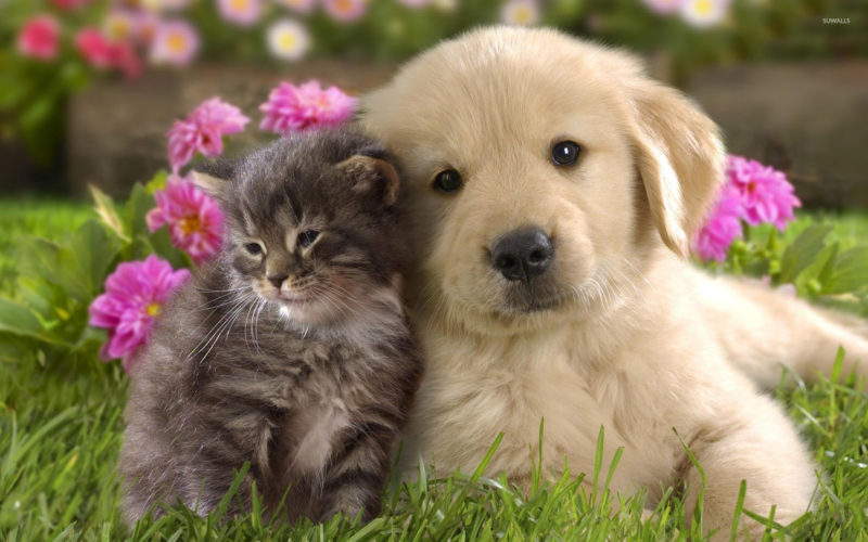 10 Most Popular Puppy And Kitten Wallpapers FULL HD 1920×1080 For PC Background 2024 free download labrador puppy and kitten wallpaper animal wallpapers 10726 1 800x500