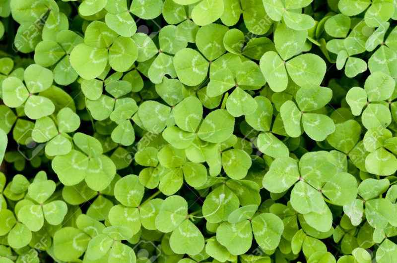 10 New 4 Leaf Clover Background FULL HD 1920×1080 For PC Background 2023 free download leaf clover background four leaf clover stock photo picture and 800x531