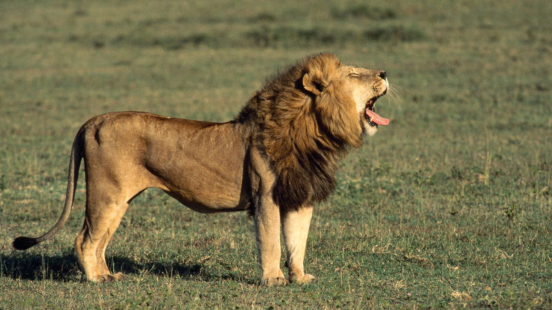 10 Most Popular Picture Of Lion FULL HD 1080p For PC Background 2022 free download lion 800x450