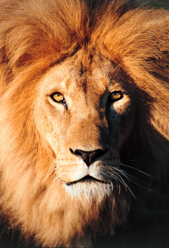 10 Most Popular Picture Of Lion FULL HD 1080p For PC Background 2022 free download lion panthera leo 547x800