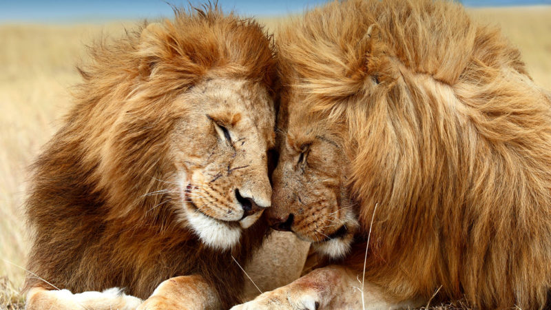 10 Most Popular Picture Of Lion FULL HD 1080p For PC Background 2022 free download lion san diego zoo animals plants 800x450