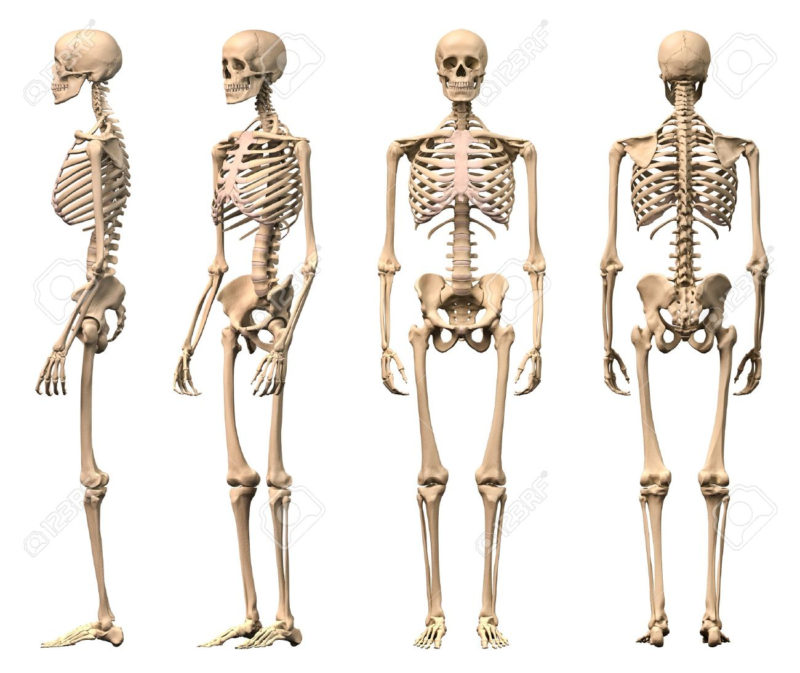 10 Most Popular Human Skelton Pictures FULL HD 1080p For PC Desktop 2024 free download male human skeleton four views front back side and perspective 800x673