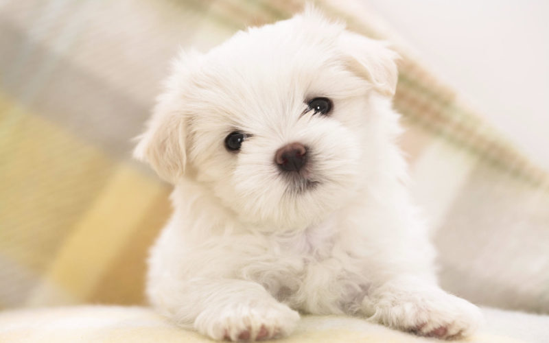 10 Latest 3D Puppy Wallpaper FULL HD 1920×1080 For PC Background 2022 free download maltese puppy wallpapers hd wallpapers id 8160 800x500