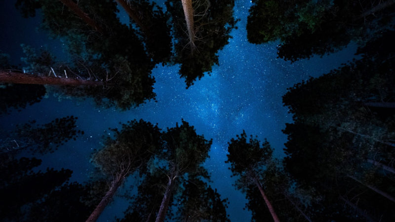 10 Most Popular Night Forest Wallpaper FULL HD 1920×1080 For PC Desktop 2022 free download night view from forest wallpaper wallpaper stream 800x450