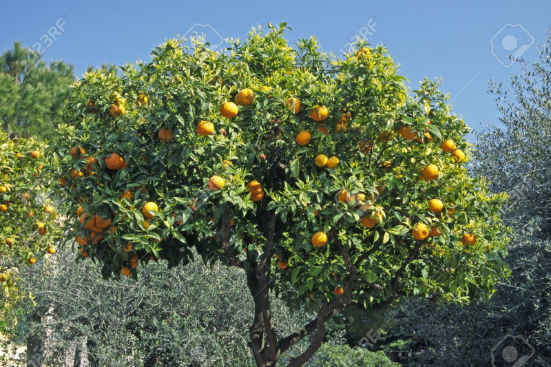 10 Best Orange Tree Pictures FULL HD 1080p For PC Background 2022 free download orange tree diano castello italy stock photo picture and royalty 800x533