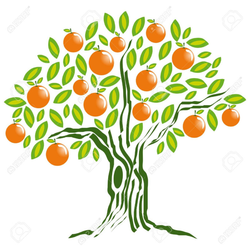10 Best Orange Tree Pictures FULL HD 1080p For PC Background 2024 free download orange tree royalty free cliparts vectors and stock illustration 800x800