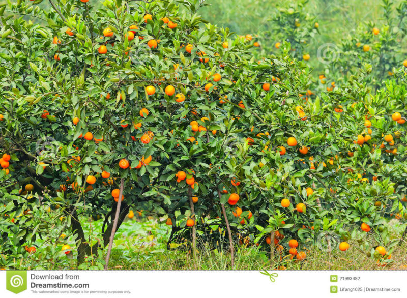 10 Best Orange Tree Pictures FULL HD 1080p For PC Background 2023 free download orange tree stock photo image of bonsai green abundance 21993482 800x586