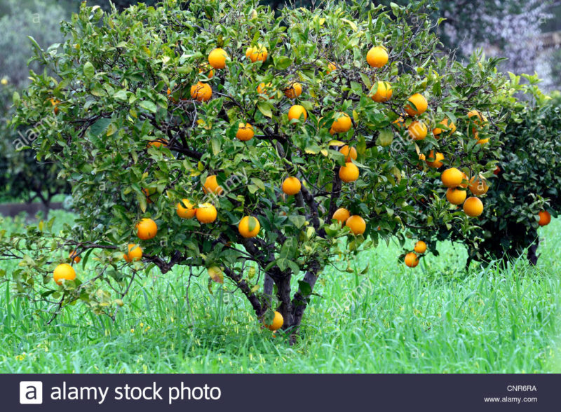 10 Best Orange Tree Pictures FULL HD 1080p For PC Background 2024 free download orange tree stock photos orange tree stock images alamy 800x588